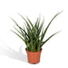 Sansevieria Fernwood Punk H30Cm