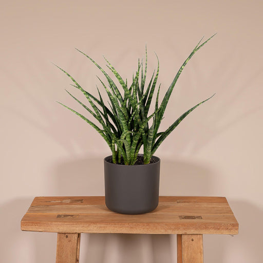 Sansevieria Fernwood Punk H30Cm
