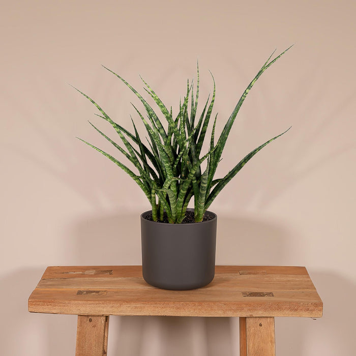 Sansevieria Fernwood Punk H30Cm