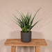 Sansevieria Fernwood Punk H30Cm