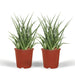 Sansevieria Fernwood Punk - Sæt Med 2