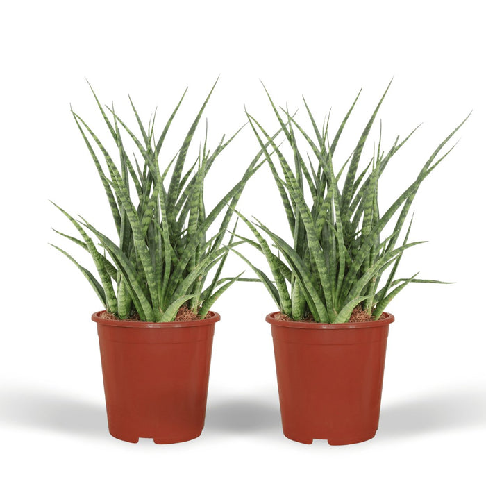 Sansevieria Fernwood Punk - Sæt Med 2