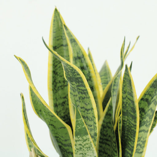 Sansevieria Laurentii - Sæt Med 2