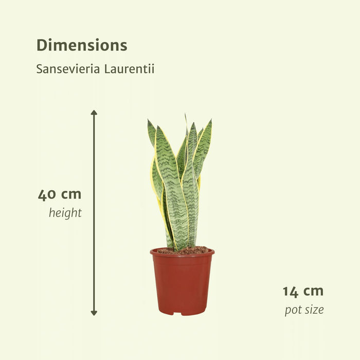 Sansevieria Laurentii - Sæt Med 2