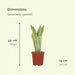 Sansevieria Laurentii - Sæt Med 2