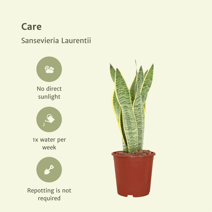 Sansevieria Laurentii - Sæt Med 2