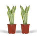 Sansevieria Laurentii - Sæt Med 2