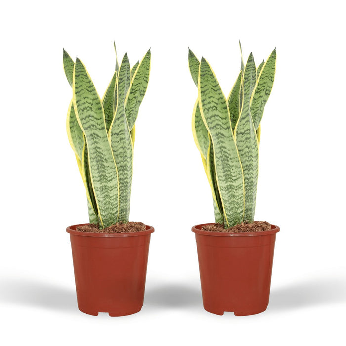 Sansevieria Laurentii - Sæt Med 2