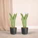 Sansevieria Laurentii - Sæt Med 2