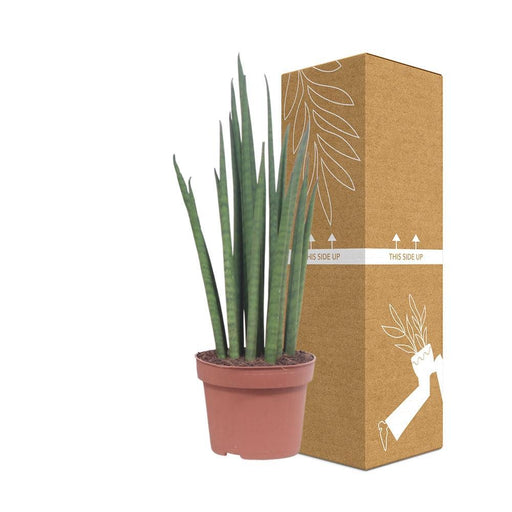Sansevieria Mikado