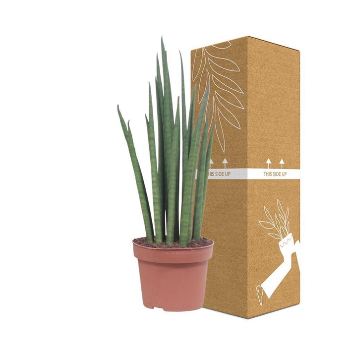 Sansevieria Mikado
