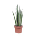 Sansevieria Mikado