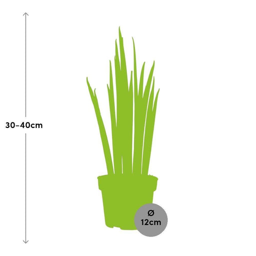 Sansevieria Mikado