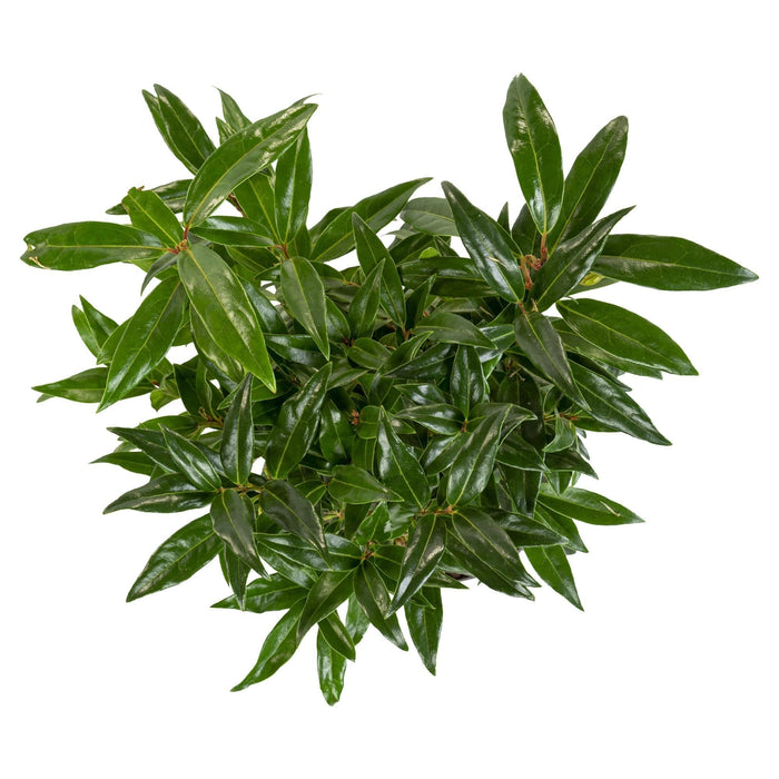 Sarkokokker 'Winter Gem'® - ↨25Cm - Ø19Cm - Hækplante