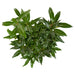 Sarkokokker 'Winter Gem'® - ↨25Cm - Ø19Cm - Hækplante