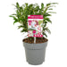 Sarkokokker 'Winter Gem'® - ↨25Cm - Ø19Cm - Hækplante