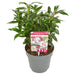 Sarkokokker 'Winter Gem'® - ↨25Cm - Ø19Cm - Hækplante