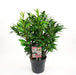 Sarkokokker 'Winter Gem'® - ↨25Cm - Ø19Cm - Hækplante