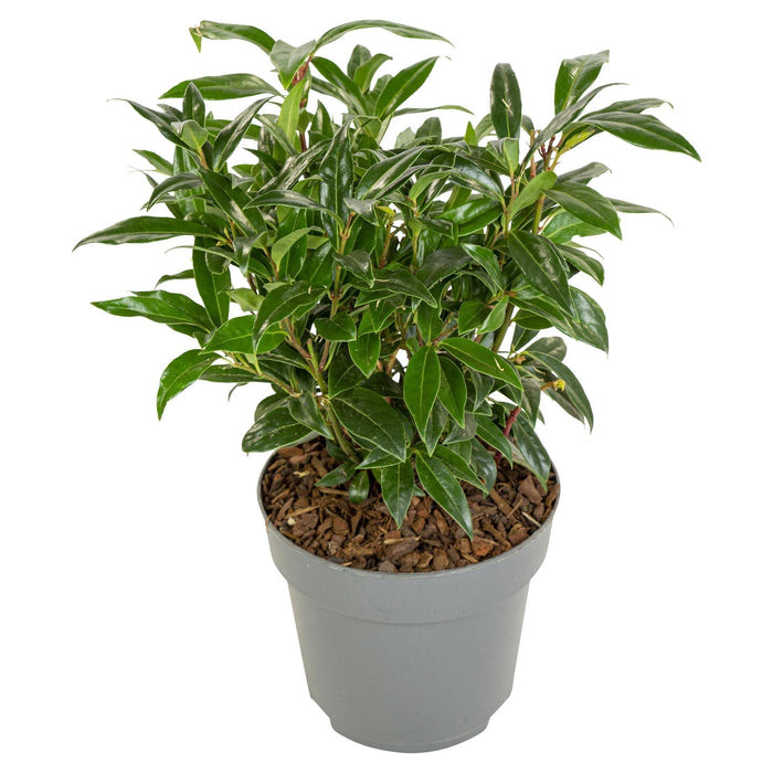 Sarkokokker 'Winter Gem'® - ↨25Cm - Ø19Cm - Hækplante