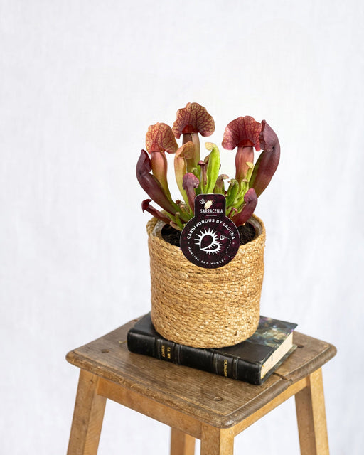 Sarracenia Catesbaei