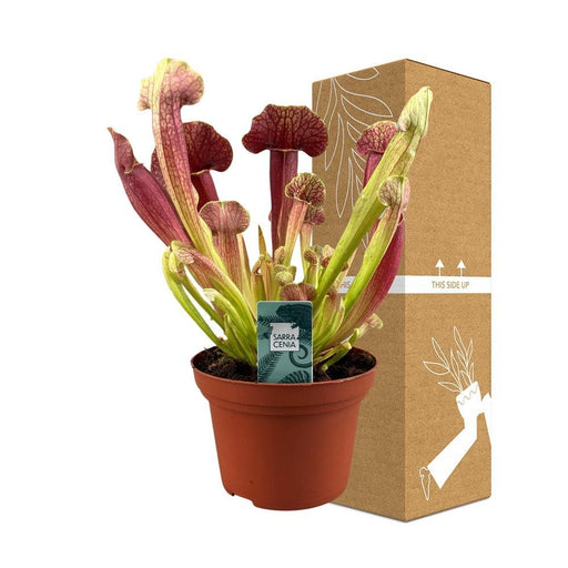 Sarracenia Crimson Wave