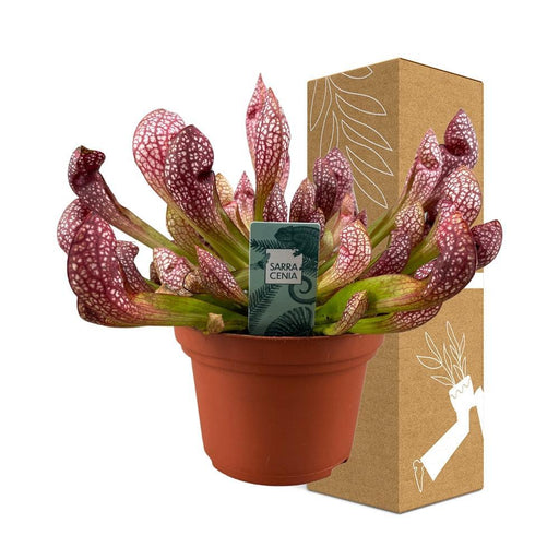 Sarracenia Leucophylla - Kødædende
