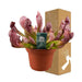 Sarracenia Leucophylla - Kødædende