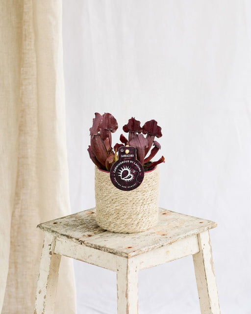 Sarracenia Maroon