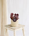 Sarracenia Maroon