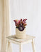 Sarracenia Sylwia