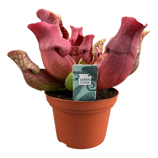 Sarracenia Venosa Rød - Kødædende
