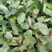 Olivier Willow H125Cm Til 10 Lineære Meter Hæk 10X12L
