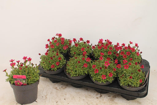 Pink Alpine Saxifrage - D13Cm H15Cm