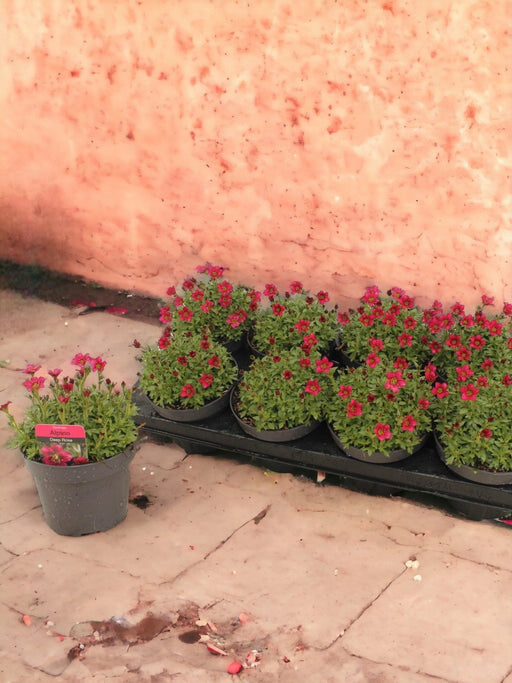 Pink Alpine Saxifrage - D13Cm H15Cm