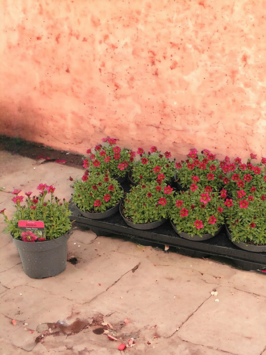 Pink Alpine Saxifrage - D13Cm H15Cm