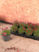 Pink Alpine Saxifrage - D13Cm H15Cm
