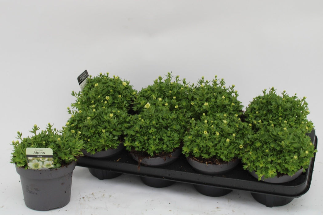 Lime Saxifrage H15Cm