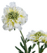 Kunstig Scabiosa Stilk 55 Cm Creme Dekoration