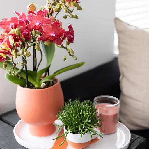Scandic Pot Terracotta Käsértup Specialist