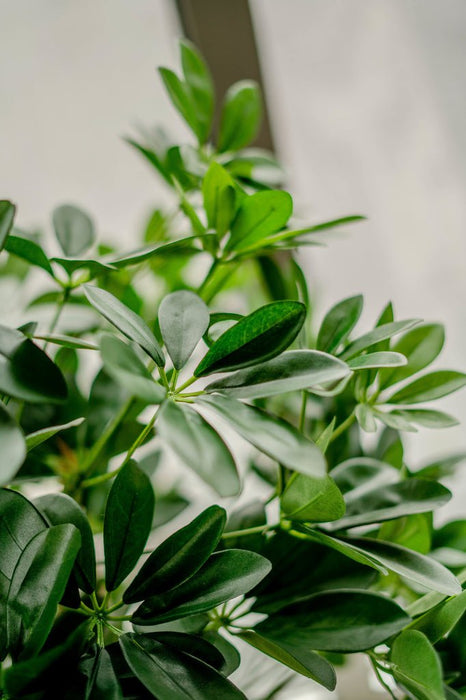 Schefflera - Kunstigt Træ