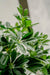 Schefflera - Kunstigt Træ