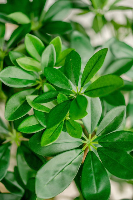 Schefflera - Kunstigt Træ