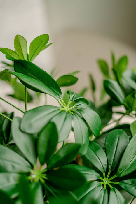 Schefflera - Kunstigt Træ