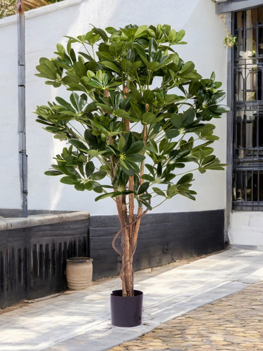 Schefflera - Kunstigt Træ