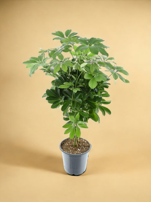 Schefflera Compacta Nora