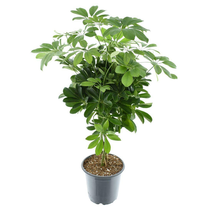 Schefflera Compacta Nora