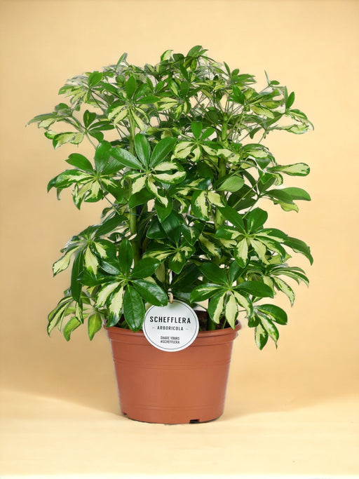Schefflera Gerda