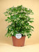 Schefflera Gerda