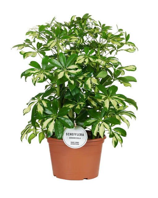 Schefflera Gerda