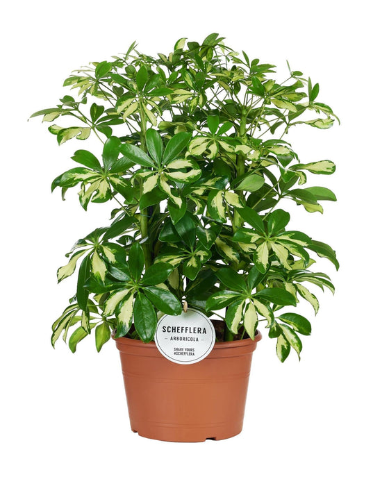Schefflera Gerda
